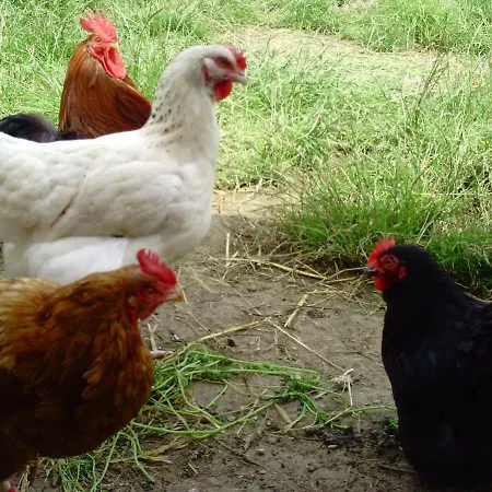 Alojamento de Acomodação e Pequeno-almoço La Ferme De Goronne Vielsalm